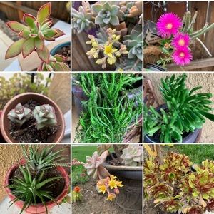 10 Succulent trimmings💚💓💙